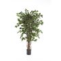Künstlicher Ficus Benjamini AMELIO, Naturstämme, grün, 150cm