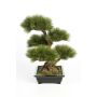 Kunstbonsai Pinie TAYLOR mit Wurzeln, in Keramikschale, 70cm