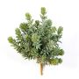 Kunst Sedum reflexum OLAVI auf Steckstab, grün, 20cm
