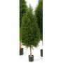 Zedernbaum künstlich YVONNE, grün, 150cm