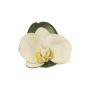 Dekoblüten Phalaenopsis Orchidee CALIN, 6 Stück, schwimmend, weiß, 11cm