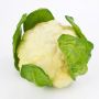 Deko Blumenkohl SINEO, weiß-grün, 10,5cm, Ø18cm