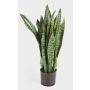 Künstliche Sansevieria BEYZA, grün, 80cm