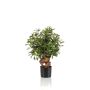 Künstlicher Ficus Retusa CUMBIA, Naturstamm, grün, 70cm