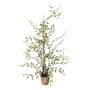 Künstliche Pflanze Mühlenbeckia MURAHIN, Zementtopf, grün, 100cm