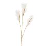 Deko Zweig Sandrohr LOMTA mit Rispen, creme-gold, 100cm