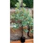 Eukalyptus Baum künstlich WISGARD, Kunststamm, grün-grau, 180cm