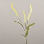 Deko Graszweig Liriope JELIKANTA mit Rispen, creme-grün, 60cm