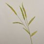 Deko Graszweig Liriope JELIKANTA mit Rispen, grün-braun, 60cm