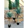 Künstliche Yucca rostrata HARDIN, Dekotopf, 180cm