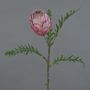 Unechte Protea BREGANSA, altpink, 65cm, Ø7cm