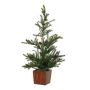 Deko Baum Tanne CEDARIO mit Zapfen, im Holztopf, 60cm
