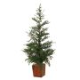 Deko Baum Tanne CEDARIO mit Zapfen, im Holztopf, 110cm