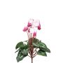 Künstliche Alpenveilchen VERIANA auf Steckstab, weiß-pink, 30cm