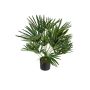 Künstliche Palme Washingtonia FEZA, 60cm