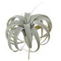 Deko Pflanze Tillandsia Xerographica KASTIEL, Steckstab, grau-grün, 23cm