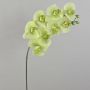 Kunstblumenzweig Phalaenopsis Orchidee AURELIA, creme-grün, 95cm, Ø9-11cm