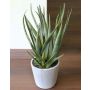 Künstliche Aloe Vera NAMIKA im Betontopf, grün, 40cm, Ø40cm