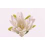 Seerose künstliche SCILLA, schwimmend, creme, 4cm, Ø16cm