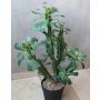 Kaktus Euphorbia trigona künstlich BAILEY, Dekotopf, grün, 65cm