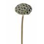 Kunst Seerose Lotus Fruchtstand JOHNTEN, braun, 65cm, Ø10cm