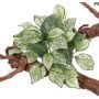 Künstliche Mosaikpflanze MOLARA auf Steckstab, grün-weiß, 25cm