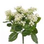Künstliche Kalanchoe blossfeldiana LORRE auf Steckstab, crossdoor, weiß, 35cm, Ø30cm