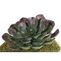 Künstliche Aeonium BARBARA auf Steckstab, rot-grün, 15cm, Ø25cm