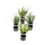 Kunst Kräutermix Blumenampel LASEO im Dekoglas, 4 Stück, grün, 15cm