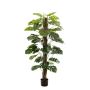 Dekopflanze Philodendron Monstera Deliciosa TILA, 150cm