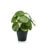 Künstliche Sukkulente Glückstaler SYBIL, grün, 20cm