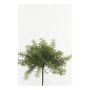 Fake Pflanze Asparagus sprengeri MONET auf Steckstab, 10cm