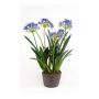 Künstliche Blume Agapanthus NASH, blau, 75cm