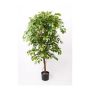 Künstlicher Ficus Benjamini BARTOLO, Echtstamm, grün, 200cm