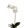 Unechte Orchidee Phalaenopsis ISIS, Steckstab, weiß, 60cm