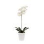 Unechte Orchidee Phalaenopsis ISIS, Keramiktopf, weiß, 55cm