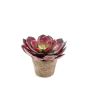 Künstliche Sukkulente Echeveria gibbiflora OAXACA im Terracottatopf, rot, Ø20cm