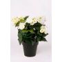 Künstliche Blume Begonie DOBRADA, creme, 30cm, Ø8-10cm