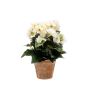 Künstliche Blume Begonie DOBRADA im Terracottatopf, creme, 25cm, Ø8-10cm