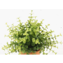 Kräuter künstlich Eukalyptus JOSHUA auf Steckstab, grün, 20cm, Ø17cm