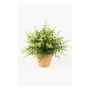 Kräuter künstlich Eukalyptus JOSHUA im Tontopf, grün, 20cm, Ø17cm