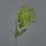 Künstliche Nadelkissen Protea BAILY, grün, 55cm, Ø10cm