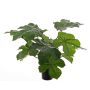 Künstliche Flaschenpflanze LONY, grün, 50cm