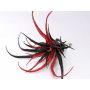 Tillandsia Kunstpflanze Stricta TESAK auf Clip, Glitzer, schwarz-rot, 17cm