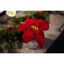 Kunstblumen Gesteck Weihnachtsstern WIGBURDA in Glasvase, rot, 15cm