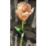 Papageientulpe künstlich PETSCHORA, aprikose-rosa, 65cm