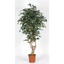 Künstlicher Ficus Benjamina SILENO, Echtstamm, grün-weiß, 200cm - Made in Italy