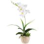 Kunstblumen Gesteck Orchidee Aeonium FININ, Gras, Zementtopf, Wurzeln, weiß, 45cm
