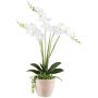 Kunstblumen Gesteck Orchidee Sukkulenten FININ, Zementtopf, Wurzeln, weiß, 55cm