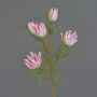 Dekozweig Protea NOHEA, rosa-weiß, 60cm, Ø3-6cm